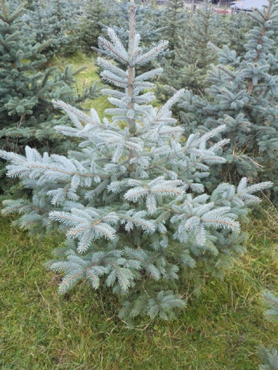 Weihnachtsbaum im Topf