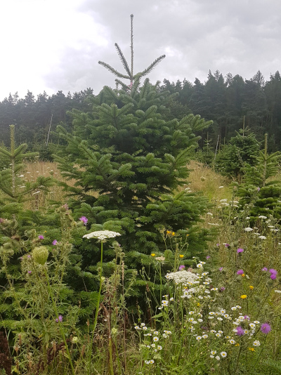 Weihnachtsbaum im Topf